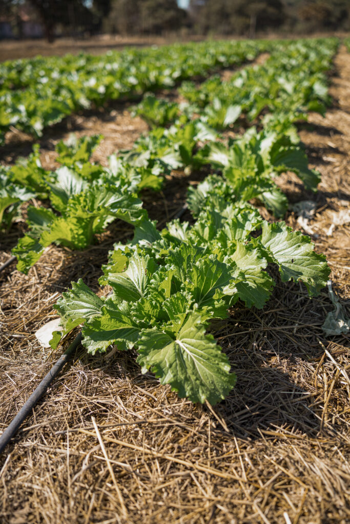 A view of green vegetables being grown on the Tree of Life farm.